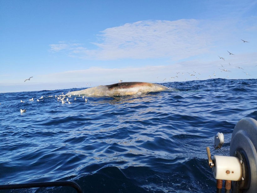 Getöteter Wal in den Färöer Insel starb durch eine Kollision mit einem grossen färöischen Schiff