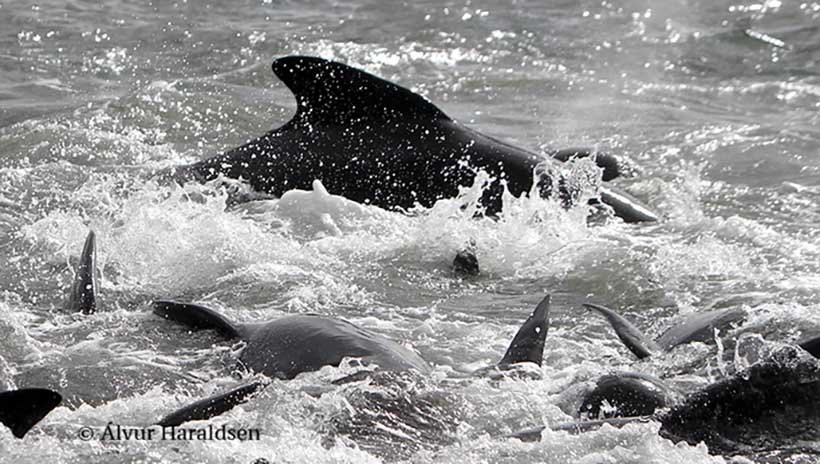 Die Delfinfamilie in totaler Panik während des SelektionprDie Delfinfamilie in totaler Panik während des Selektionprozesses vor dem Strand und Planen