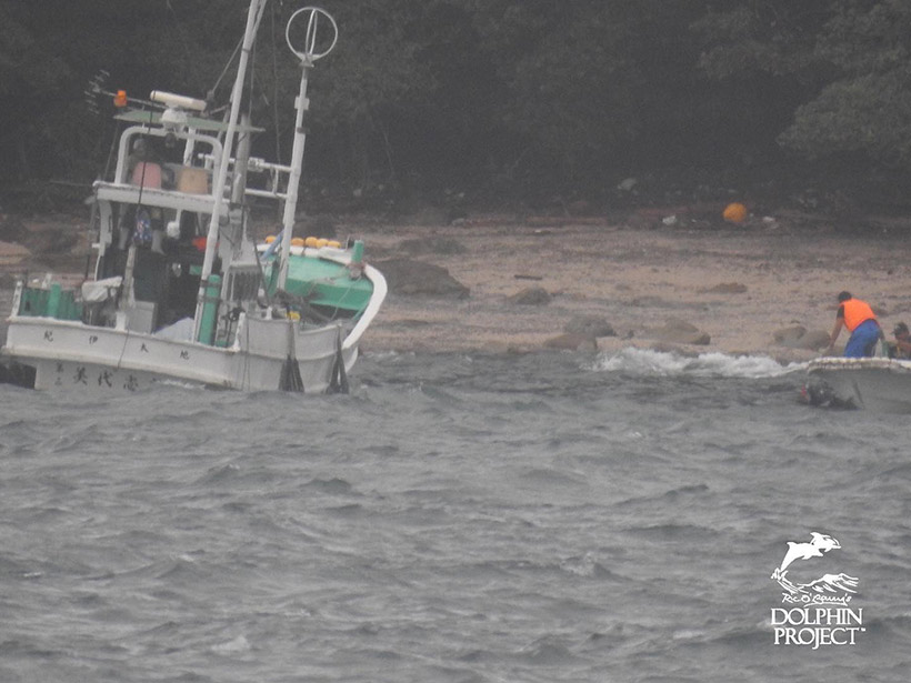 Killer zerren die gestrandeten, fast leblosen Delfine vom Strand