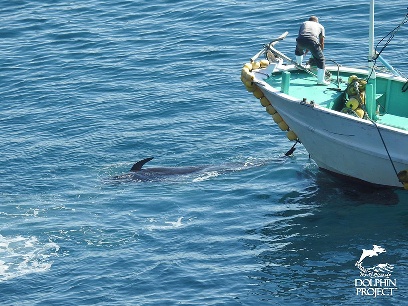 Einige der heute ermordeten Pilotwale am Jagdschiff befestigt für den Transport ins Metzgerhaus, wo ihr giftiges Fleisch für den Verzehr, für Düngermittelfabrik, Tierfutter oder für den Abfall-Container zerhackt wird