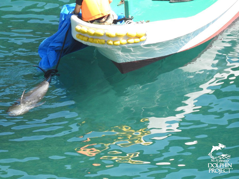 Die Mutter dieses getöteten kleinen Pilotwal-Babys verblutete langsam mit zertrümmerter Wirbelsäule neben ihm als es unter den Planen noch am leben war - Es starb den gleichen grausamen Tod