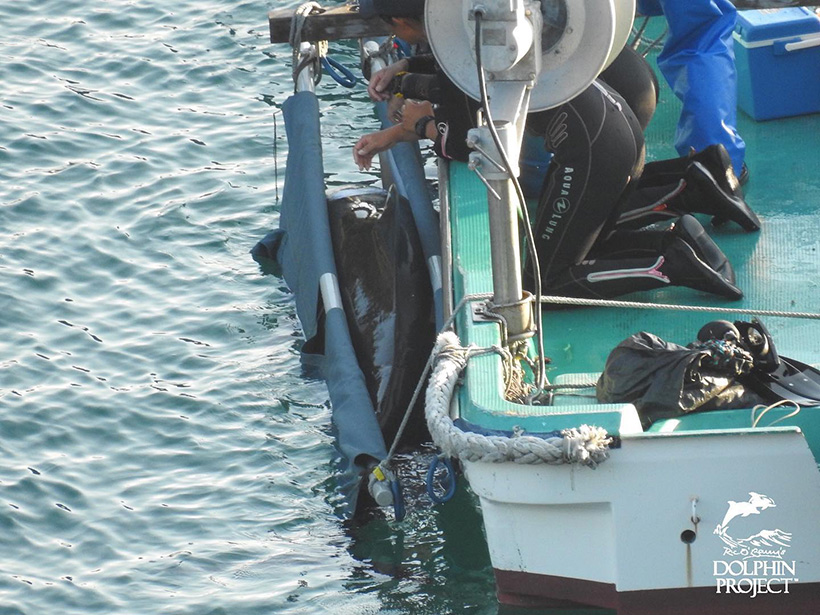 Ein entführtes Delfinkind, gestohlen von seiner Mutter für die Delfinarien Industrie, die Mutter wurde ermordet