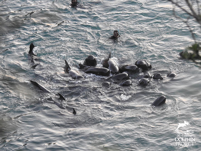 Die wehrlose Kindergarten-Pilotwal Familie, mit vielen Kindern und Babys, wird vor dem Tötungs-Strand von Tauchern traktiert