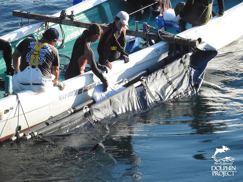 Mörder in weisser Hosen und Profit-Delfintrainer schleppen entführte Pilotwal Kinder in die Gefängnisse im Hafen von Taiji