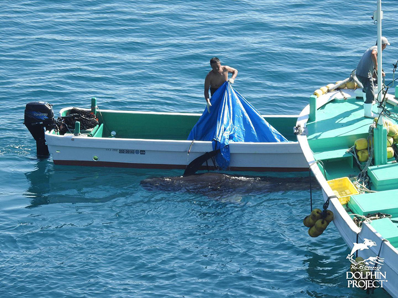 Bild: Ermordete Matriarchin - Durch den Mord an der Matriarchin und ihrer Familie, ist diese einzigartige Walkultur und DNA für immer ausgelöscht worden