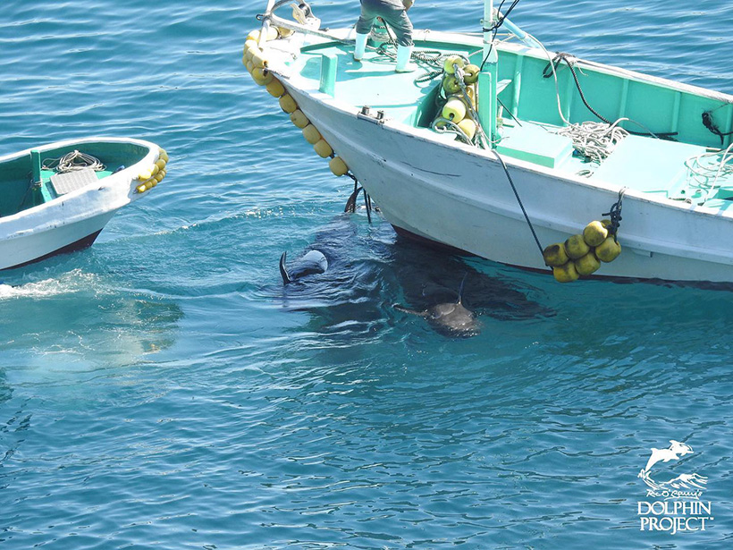 Einige tote Pilotwale, die heute nach langer Tortour in Taiji grausam ermordet wurden, werden von einem Boot an ein Jagdschiff für den Transport ins Schlachthaus übergeben