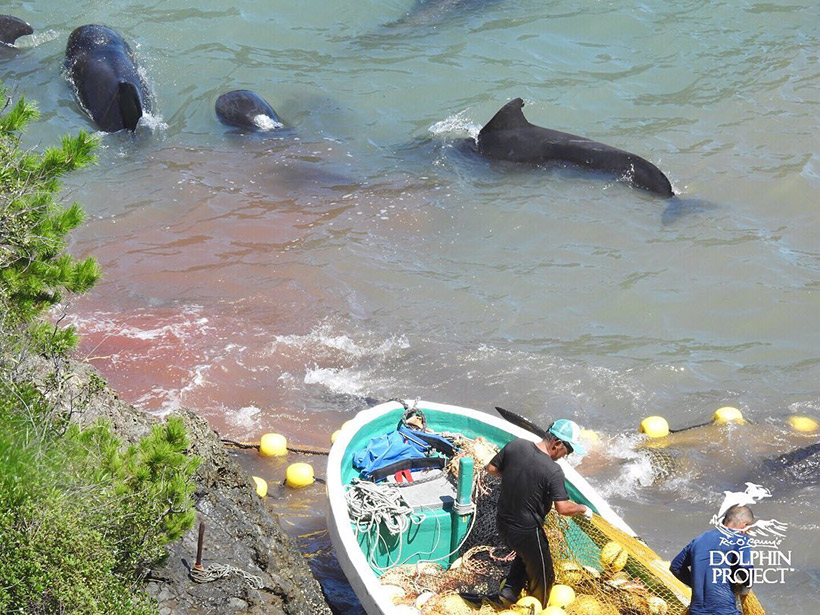 Blut verletzter Pilotwale vermischt sich mit dem Wasser der Bucht