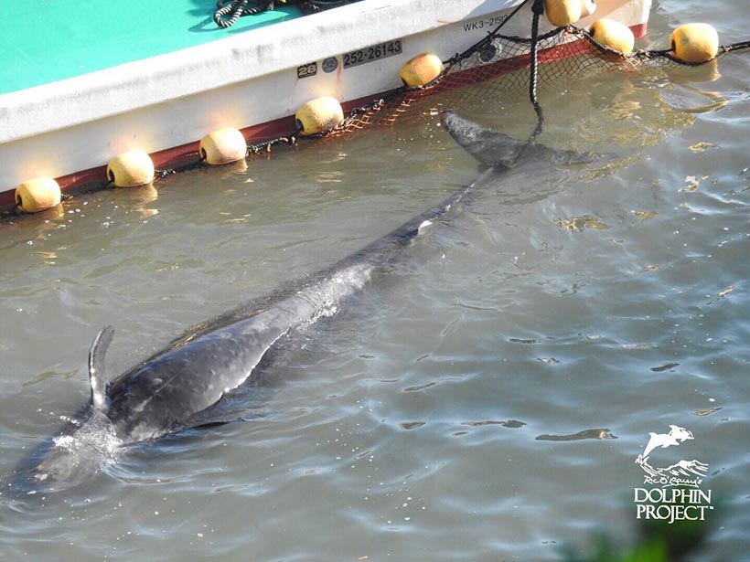 Erwachsener Pilotwal, gefesselt während des Terrors am Boot befestigt, liegt erschöpft im Sterben
