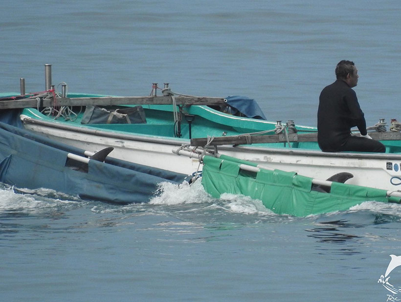Mehrere entführte Risso's Delfinkinder während dem Abtransport, die durch Futterentzug den Menschen in Delfinshows als Sklave dienen müssen. Einige dieser Delfine werden durch den Delfinarien-Stress, Depression oder Langeweile Selbstmord begehen. 