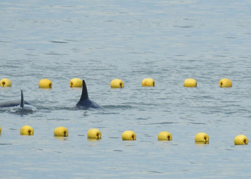 Diese Delfin-Geschwister schwimmen ein letztes Mal zusammen im Ozean. Jetzt werden sie gezwungen der Herrschaft der Menschen als Sklaven zu dienen