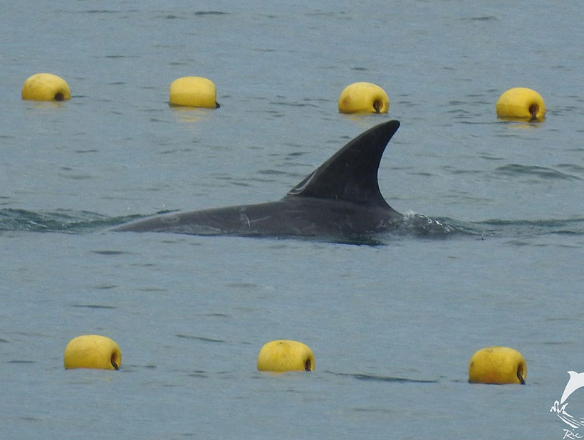 Dieser traumatisierte Delfin ist durch die stundenlange Treibjagd völlig erschöpft und wird im Netz für den gewaltsamen Auswahlprozess gefangen gehalten