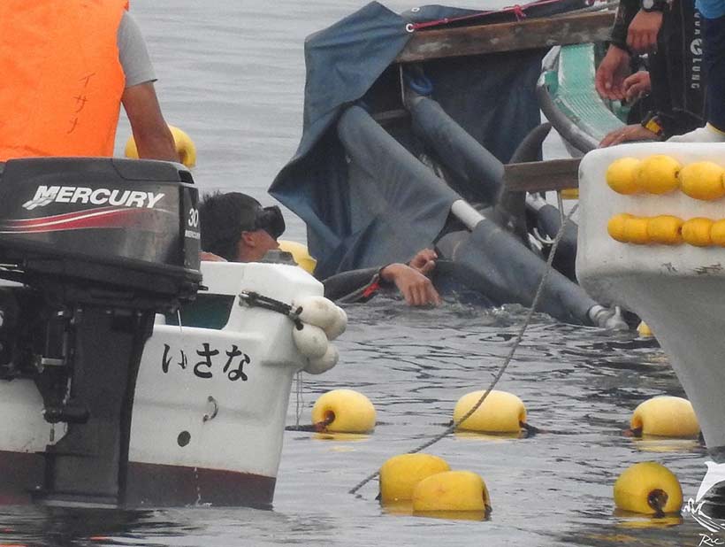Gestohlenes Risso's Delfinkind wird an ein Boot gefesselt in die Gefägnisse im Hafen von Taiji abgeführt, wo geschätzt über ca. 400 Delfine gefangen gehalten und für die Miliarden schwere Delfinindustrie abgerichtet und trainiert werden