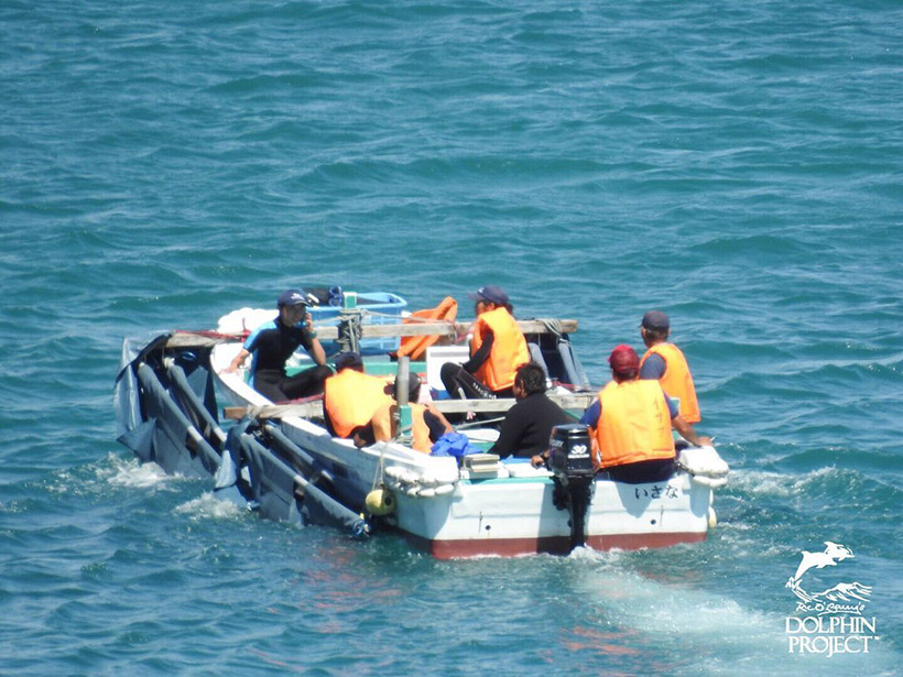 Vier der acht gestohlenen Risso's Delfinkinder an das Boot gefesselt, werden zu den Schwimmkäfige im Hafen geschleppt und gewaltsam hineingeschmissen.