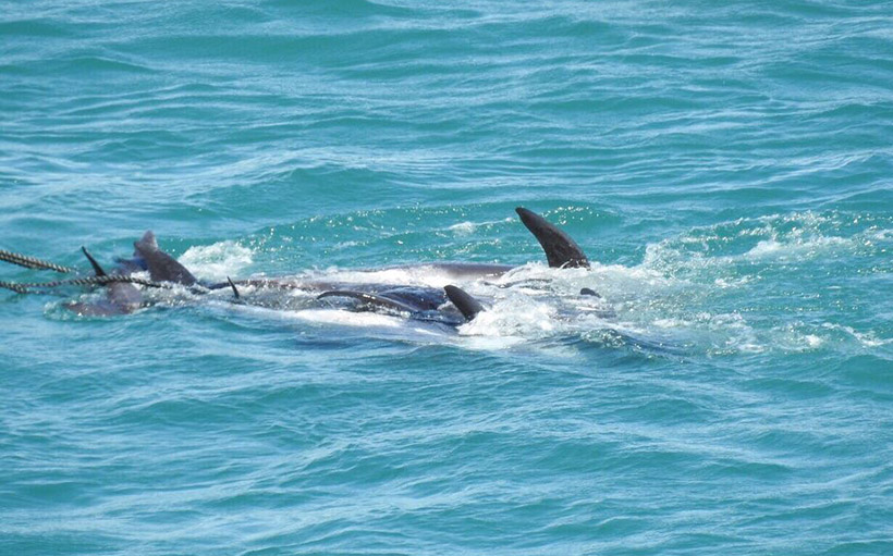 Risso's Delfine, die heute in Taiji Japan grausam ermordet wurden, werden von einem Boot ins Metzgerhaus gezogen - Ihr Fleisch ist giftig.