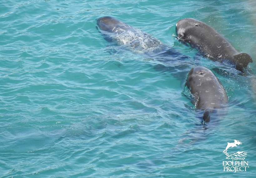 Einige der verängstigten Mitglieder der sanften Risso's Delfine die in der Bucht gefangen gehalten werden, während die Killer in aller Ruhe ihr Mittagessen geniessen