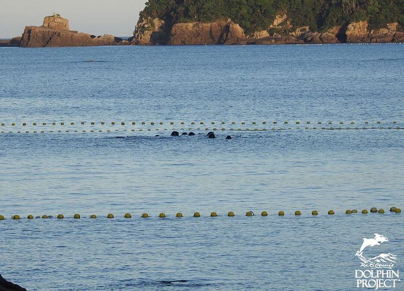 Bild gemacht von den Cove Monitors am Abend: Die verängstigte Pilotwal Familie hält sich eng aneinander gedrängt am Ende des Netzes auf, halten ihre Köpfe aus dem Wasser und schauen Richtung Ozean,  ihr Zuhause.