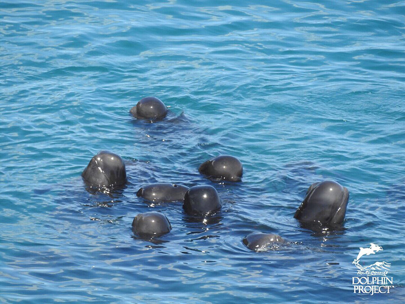 In grösster Angst und völlig erschöpft die terrorisierte Pilotwal Familie hinter dem Netz in der Bucht von Taiji gefangen