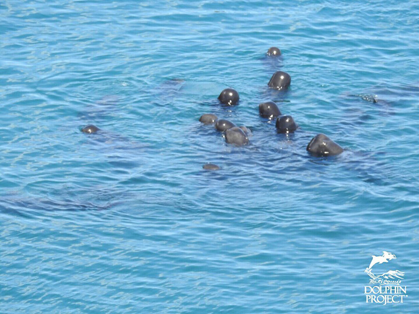 Die verängstigten Pilotwale kurz nach der barbarischen Treibjagd. Erwachsene, Kinder und Babys heben ihren Kopf aus dem Wasser um zu sehen was passiert 