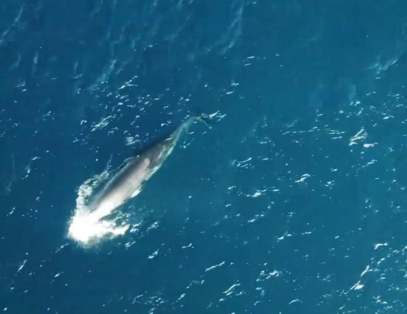 Gefangener Zwergwal kreist in Panik seit drei Tagen immer in gleicher Richtung in den Fischernetzen