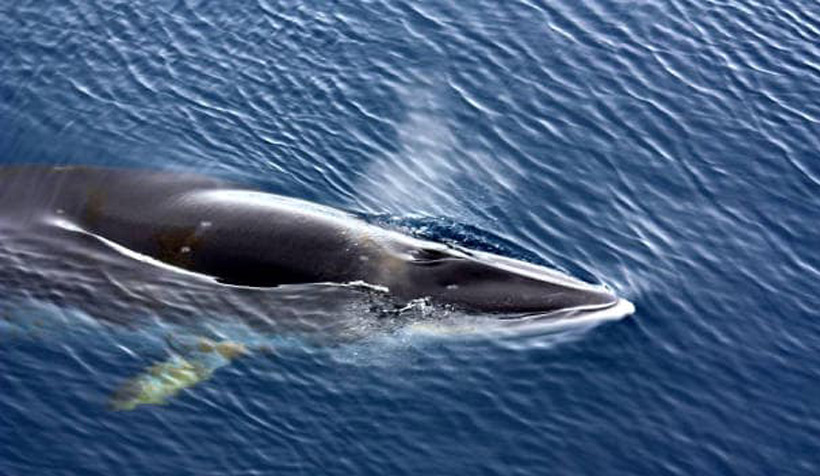 Dieses Foto vom Zwergwal, der schon 5 Tage im Netz in Taiji eingesperrt ist, schoss Ren mit seiner Drohne