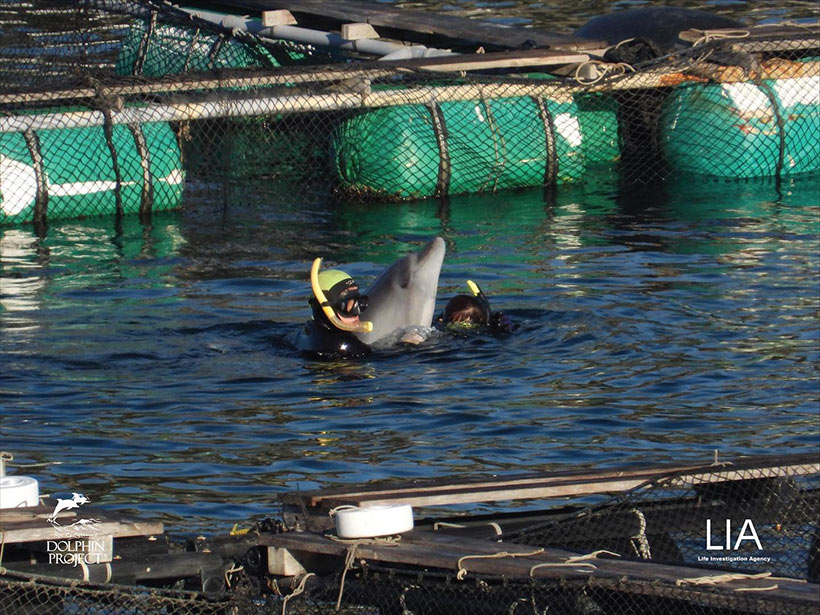 Eines der 86 entführten Delfinkinder im Hafen von Taiji ins Gehege geworfen wird von Tauchern weiter gequält