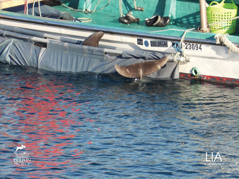 estohlenes Delfinkind ans Boot gefesselt