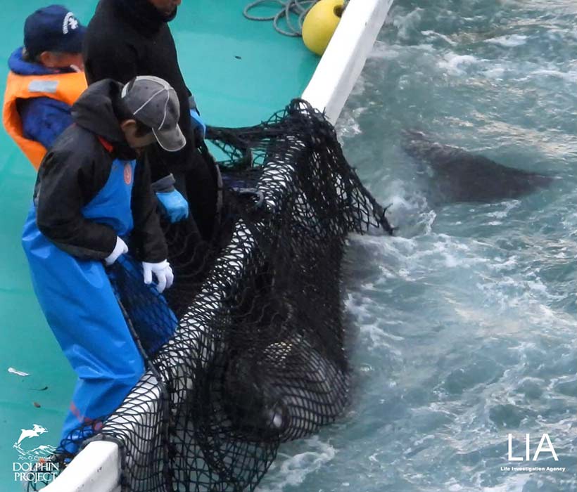 Delfinkind von Tauchern ins schware Netz am Boot geschoben, von Killern festgehalten und unter die Planen am Mörderstrand zu den Trainern zur Auswahl gezogen