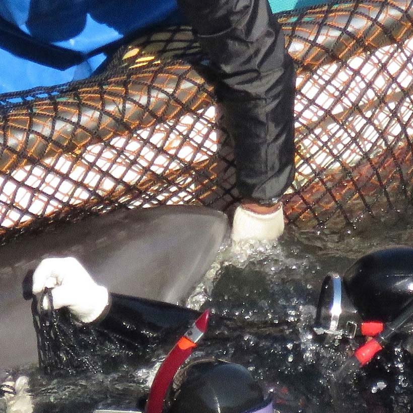 Taucher und Killer drücken ein Delfinkind ins schwarze Netz am Boot