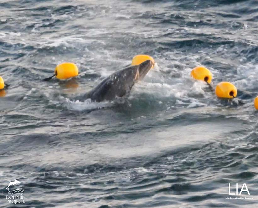 Junger Delfin in Angst und Panik von Booten und Tauchern verfolgt ins Netz getrieben