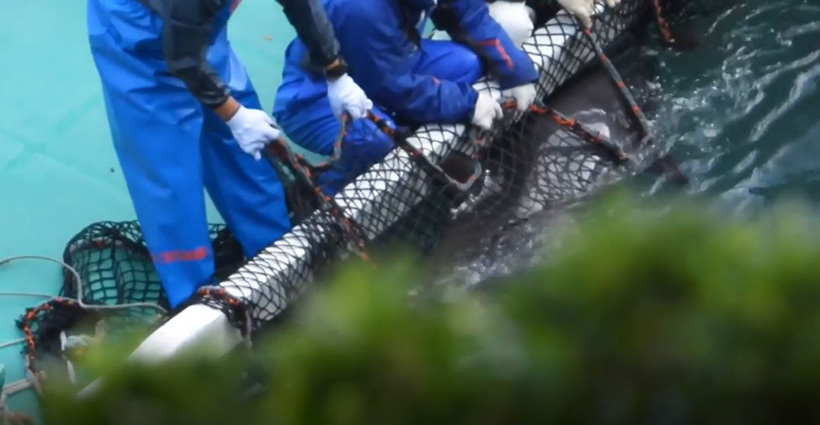 Hardnäckige Delfine die sich gegen die Herrschaft dieser Verbrecher wehrten, wurden kurzerhand in Netze gepakt und gewaltsam unter die Planen in den Tod gezerrt