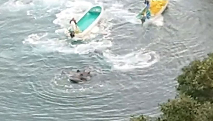 Breitschnabel Delfine in angst und Schrecken eng zusammen schwimmend von den Killern mit den Motoren der Boote an den Strand terrorisiert