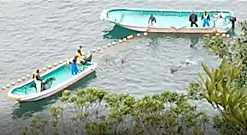 Die jungen Risso's Delfine und die Mutter mit Kind werden mit den Motoren der Boote ans Ufer in den Tod terrorisiert