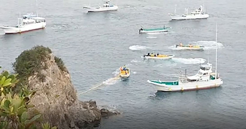 Japanische Monster terrorisieren mit grösster Gewalt die jungen Risso's Delfine und die Mutter mit Baby in die Bucht