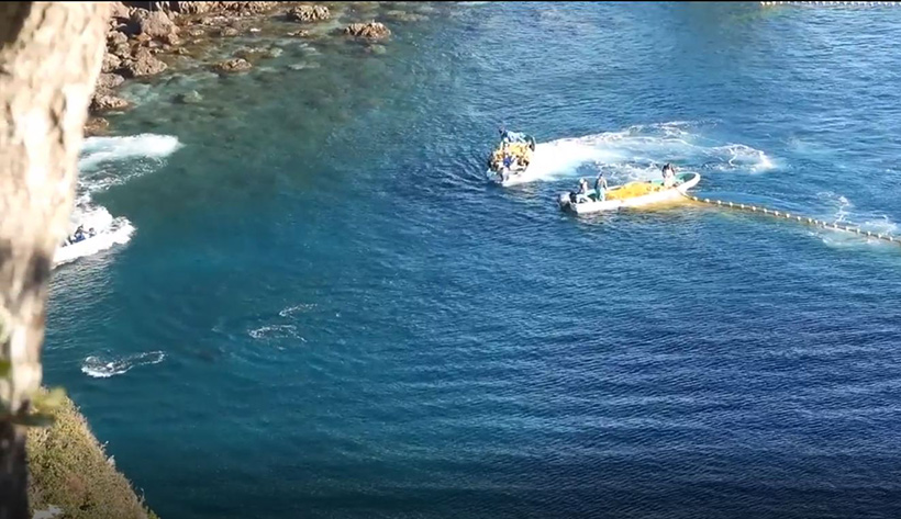 Zwei in Panik geratene, total verängstigte Delfine werden vom Boot links absichtlich angerfahren