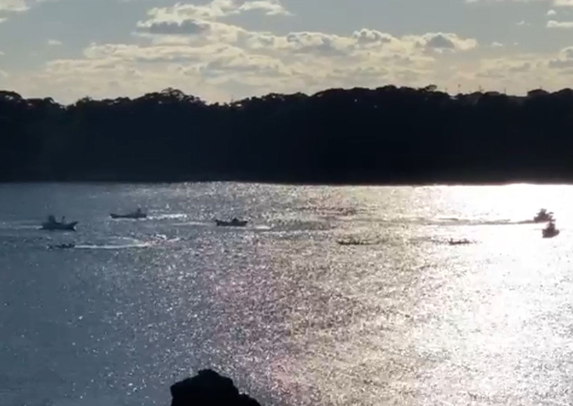 Brutale Treibjagd und Terror der vier Delfine 200 Meter vor der Bucht