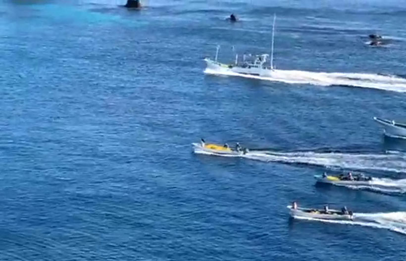 15 Jagdschiffe und Boote terrorisieren die vier Risso's Delfine in die Bucht