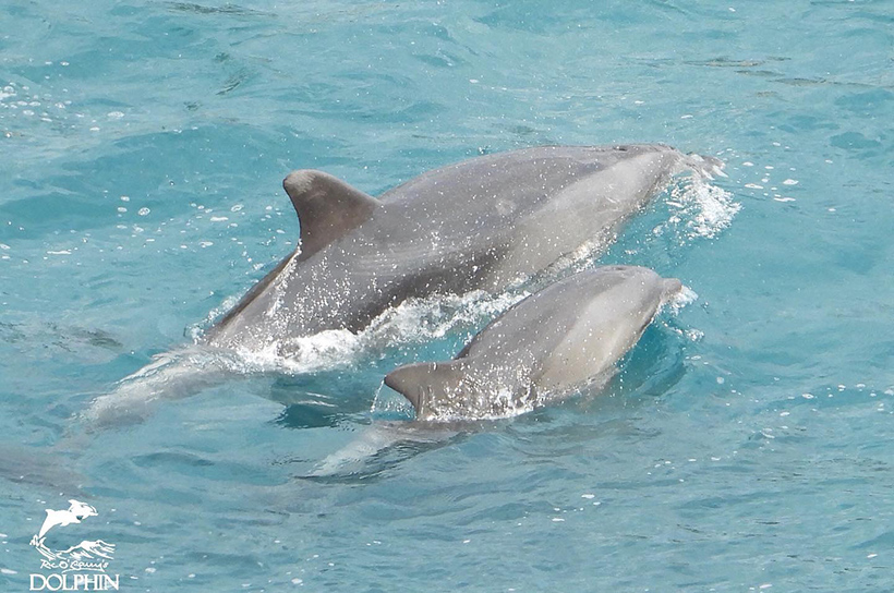 Delfin-Mutter mit Kind, von der Familie die heute in die Bucht getrieben wurde