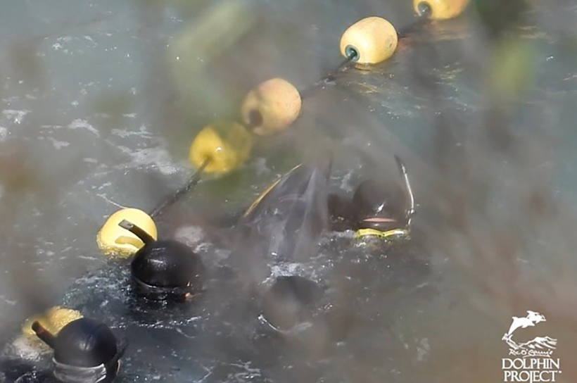Wrestling von drei Taucher mit einem wehrlosen Delfinkind, das heute sein Leben in Taiji an die Delfinindustrie verloren hat