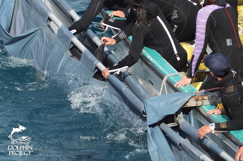 : Entführer nennen sich Delfintrainer, sie misshandeln Delfine genauso brutal wie die Killer. Zwei Delfine ans Boot gefesselt während des Abtransport in eines der Gefängnisse im Hafen