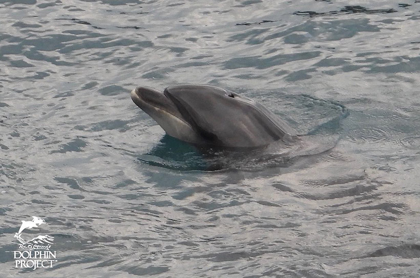 Dieser Delfinmutter wurde heute in Taiji ihr Kind oder Baby gestohlen. Sie und ihre Familienmitglieder werden mehrere Wochen über den Verlust ihres Kindes und der anderen gestohlenen Kinder trauern