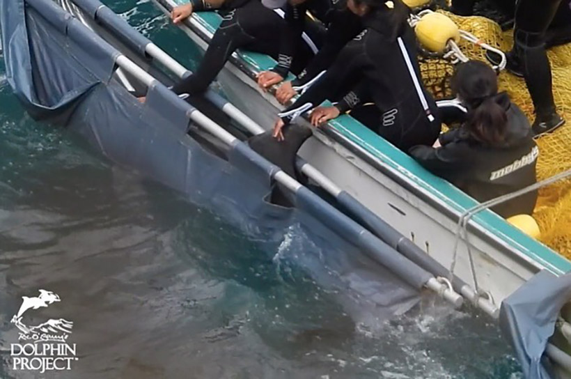 Delfinkind während der Entführung um als Unterhaltungs-Sklave der Menschheit hörig gemacht zu werden