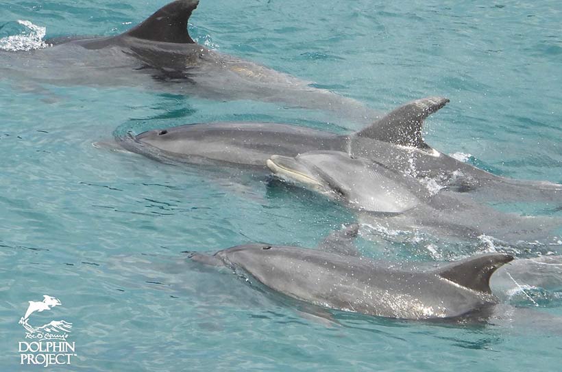 Zwei jüngere und zwei Erwachsene Delfin aus der Familie die heute in der Bucht getrieben, misshandelt und des Lebens beraubt wurden