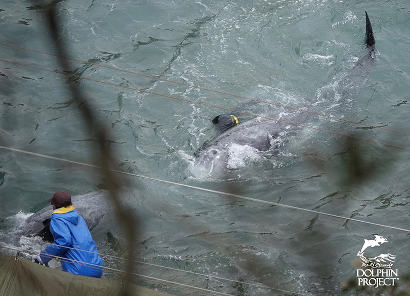 Die beiden Risso's Delfine sind an der Schwanzflosse gefesselt, ein Killer reisst einen ans Ufer, ein Taucher schiebt den anderen wehrlosen Meeressäuger ans Ufer in den Tod. Risso's Delfine sind so sanfte Wesen, sie werden niemals einen Taucher oder Killer angreifen