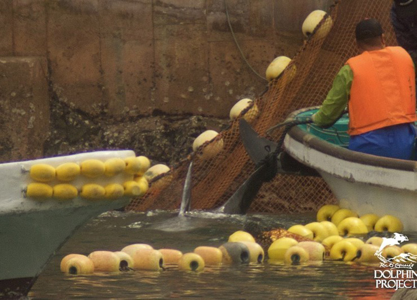 Ein Killer reisst einen verhedderten Risso Delfin aus dem Netz, an der Schwanzflosse mit einem Strck gefesselt schleppt er den wehrlosen Meeressäuger mit dem Boot in den Tod