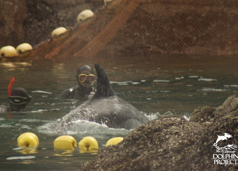 Zwei Taucher bedrohen einen verängstigten Risso Delfin, der sichselbst aus Angst und Panik fast auf die scharfen Felsen schmeisst. Er wurde brutal ermordet