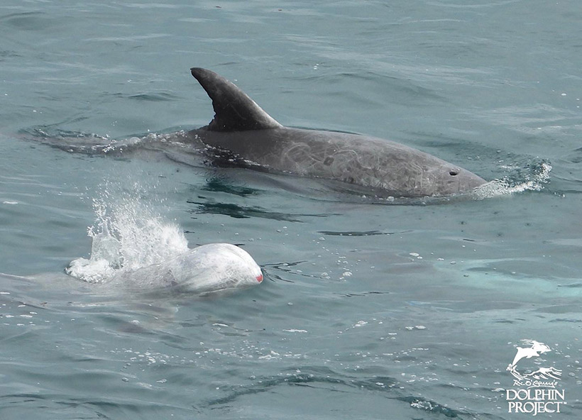 Das Delfinkind hat am Mund eine blutende Wunde, die entstand in der Bucht während der brutalen Gewaltanwendung der Killer und Taucher an diesen sanften Meeressäugern