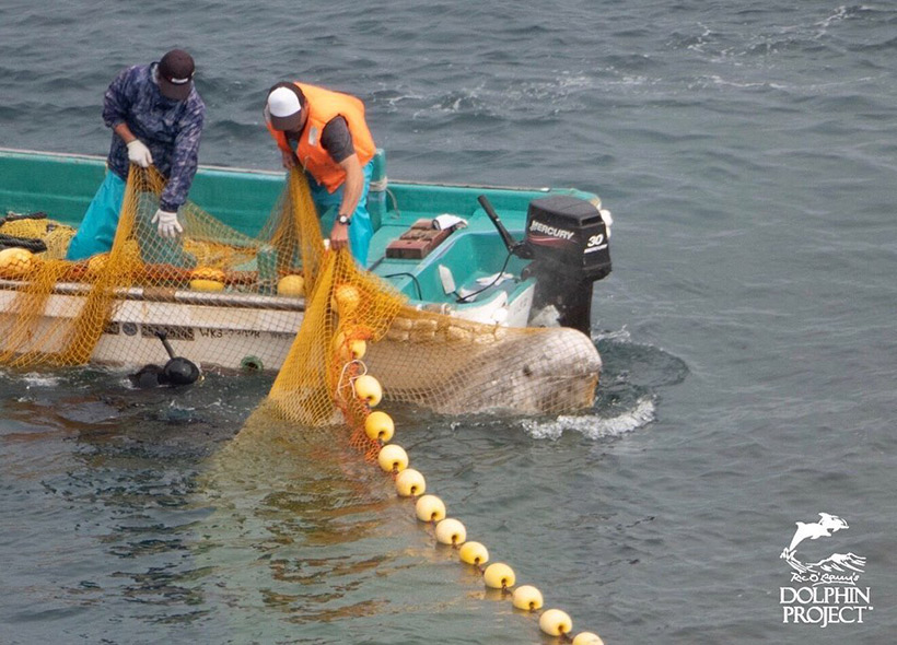 Risso Delfin verheddert sich in Panik vor den Mördern flüchtend im Netz