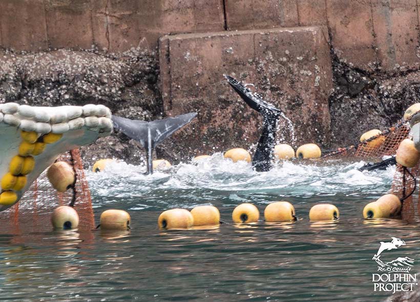 Ein Taucher wrestlet einen Risso Delfin, gefesselt mit einem Strick an der Schwanzflosse zog ihn ein Killer mit dem Boot ans Ufer in den Tod