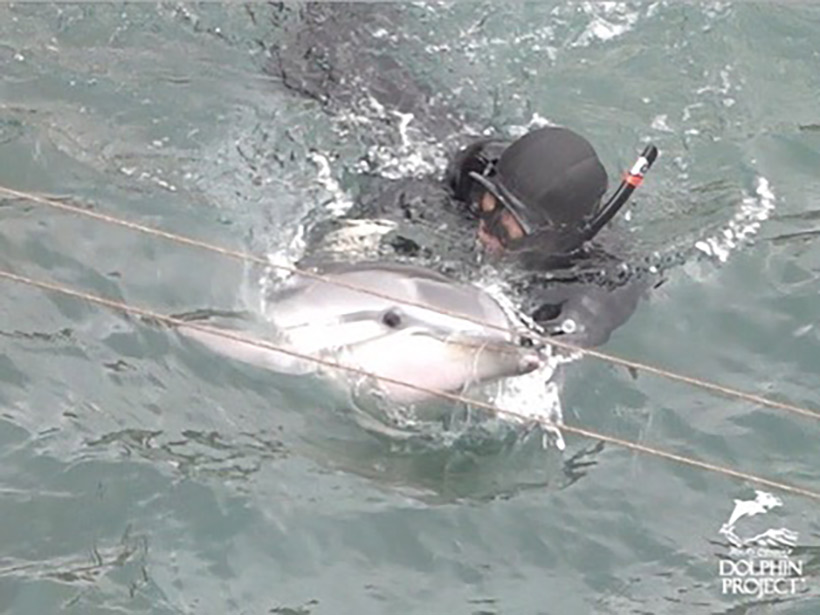 Ein Delfin wehrt sich vergeblich gegen den Taucher der ihn grob an den Flossen hält und an den Strand in den Tod wrestlet. Sehen Sie wie er lächelt, gleich wie depressive Delfine in Delfinarien, wo Besucher meinen sie seien glücklich