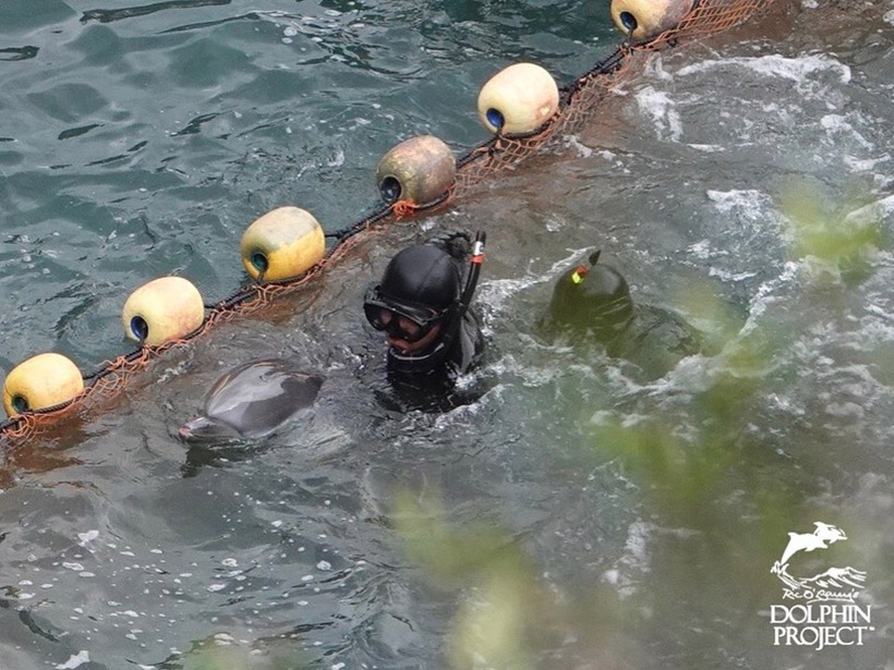 Zwei Taucher reissen einen Delfin aus dem Netz, halten ihn an den Flossen fest und schieben ihn unter die Planen am Strand ins Massaker